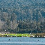 Aaasan barrage near dehradun with the lake and duck with mountains, looking very beautiful