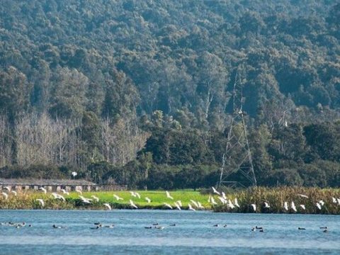 Aaasan barrage near dehradun with the lake and duck with mountains, looking very beautiful