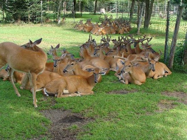 Malsi Deer Park near The Palatial Homes in Dehradun